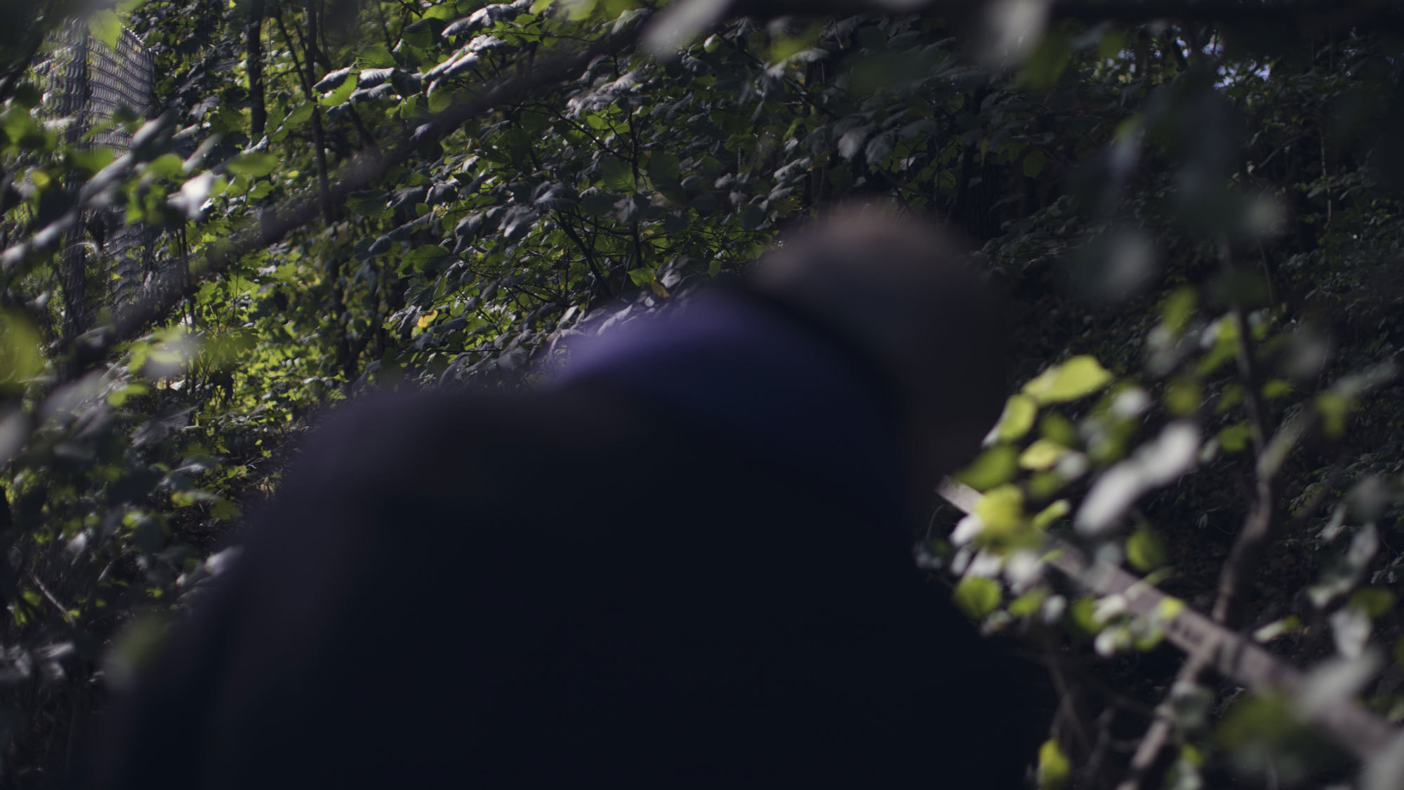 Misha Alperins rygg mellom trær