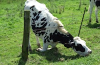 Kalv som strekker seg og spiser gress under et gjerde