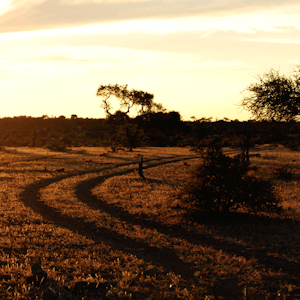 Afrikansk savanne med tørre trær og brun-orange farger