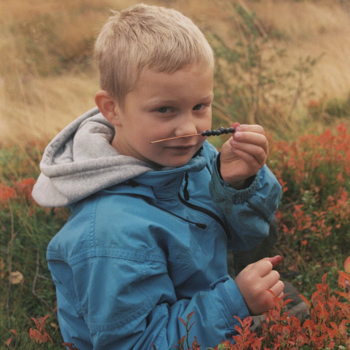 Barnebilde av Axel Ytreberg som sitter i en åker og lukter på et strå med blåbær på.